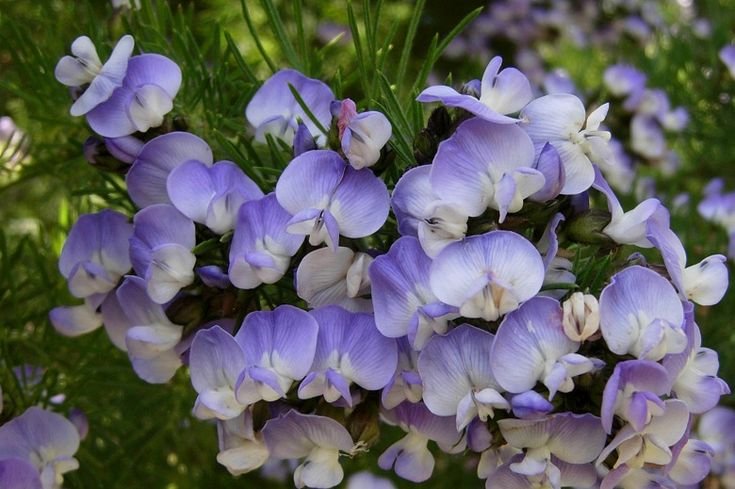 PSORALEA AFFINIS Tall Fountain/Grape soda Bush 3L - Image 4