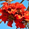 1000461740.jpg ERYTHRINA CAFFRA Coast Coral Tree 6L