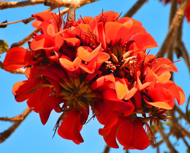 1000461740.jpg ERYTHRINA CAFFRA Coast Coral Tree 6L
