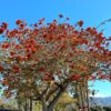 1000461741.jpg ERYTHRINA CAFFRA Coast Coral Tree 6L