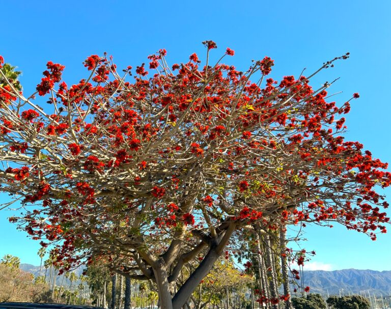1000461741.jpg ERYTHRINA CAFFRA Coast Coral Tree 6L