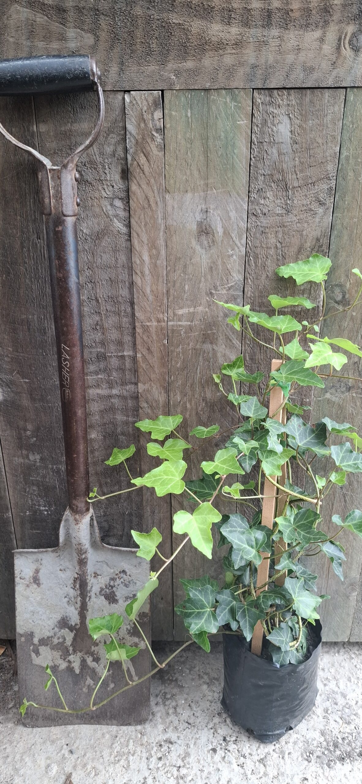 HEDERA HELIX English Ivy 2,5L