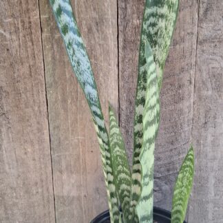Snake Plant Sansevieria