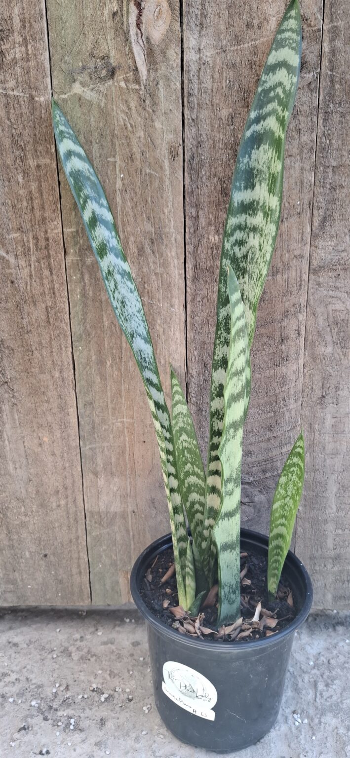 1000465759-scaled.jpg Snake Plant Sansevieria