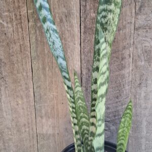 1000465759-scaled.jpg Snake Plant Sansevieria