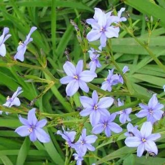 ARISTEA ECKLONII Blue Stars / Blou sterre 2.5L