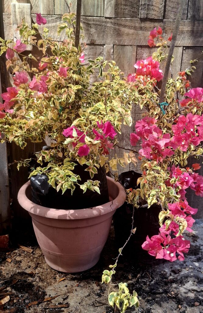 1000474972-scaled.jpg Bougainvillea variegated 'Bengal Orange' 20l