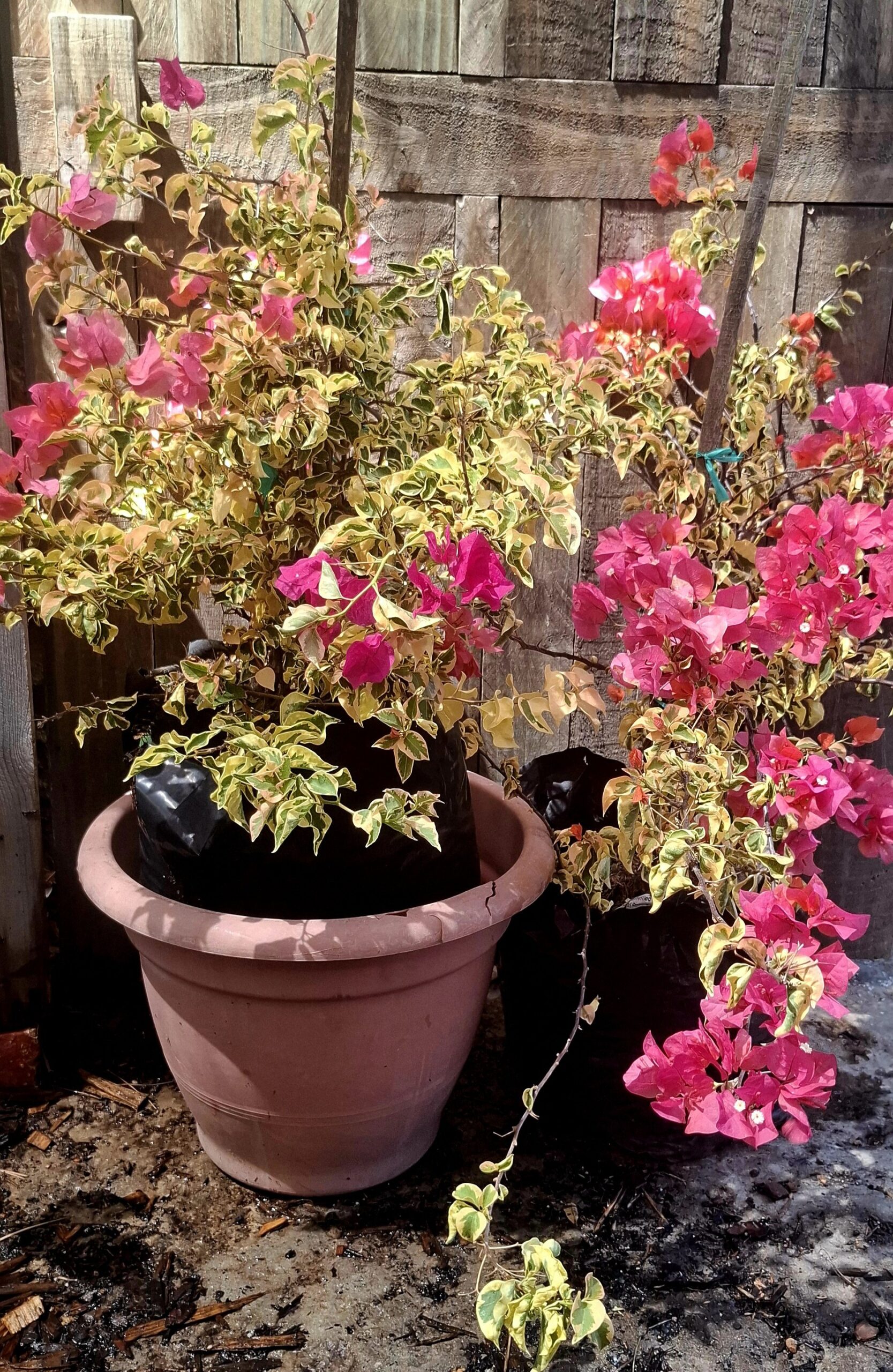Bougainvillea variegated 'Bengal Orange' 20l