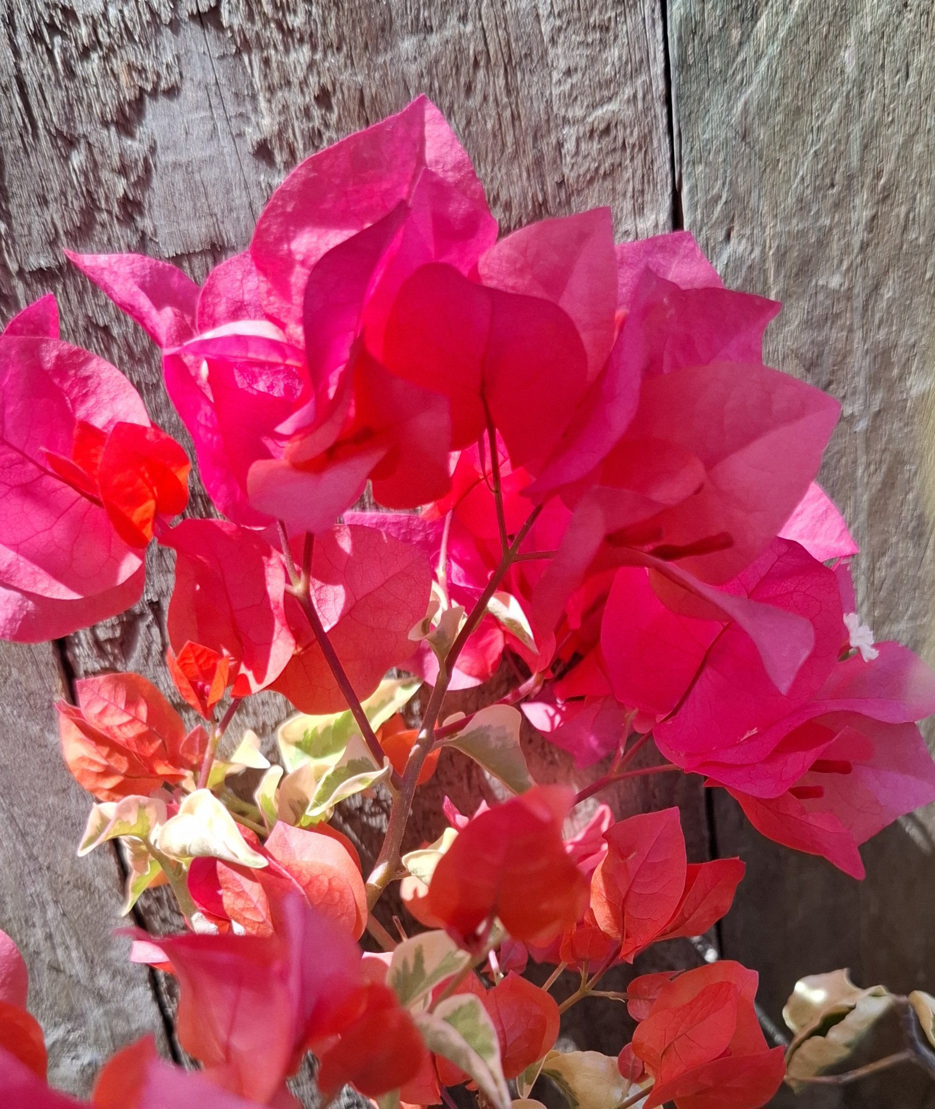 Bougainvillea variegated 'Bengal Orange' 20l - Image 2