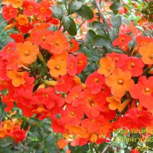 1000479329.jpg Streptosolen jamesonii (Marmalade Bush)