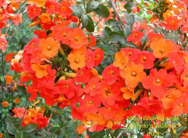 Streptosolen jamesonii (Marmalade Bush)