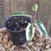1000483179.jpg Hoya Carnosa "Krimson Queen" 12cm