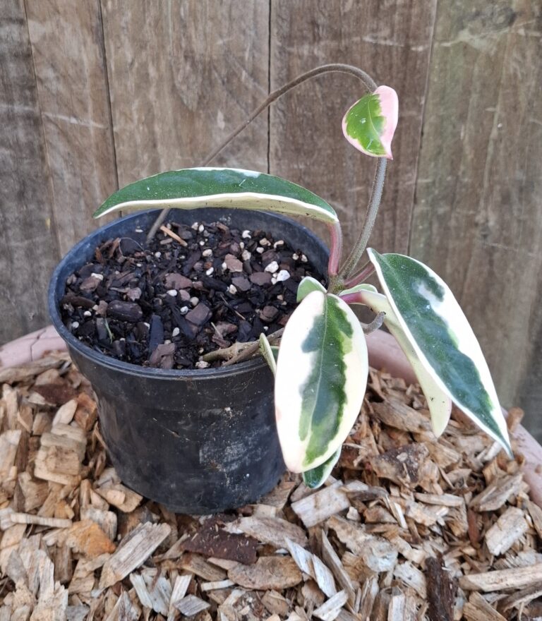 1000483179.jpg Hoya Carnosa "Krimson Queen" 12cm