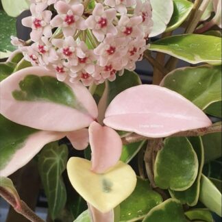 Hoya Carnosa "Krimson Queen" 12cm