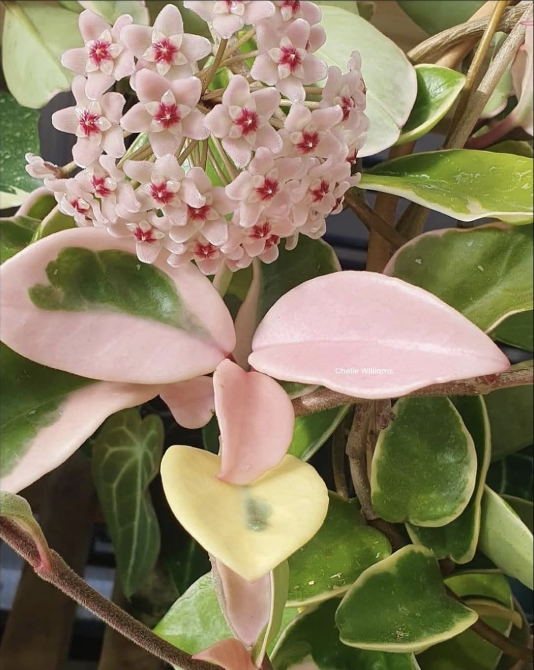 Hoya Carnosa "Krimson Queen" 12cm