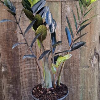 Zamioculcas (ZZ Plant), H30-40cm, 17cm pot