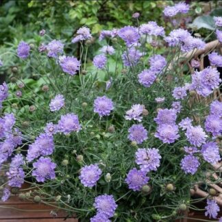 SCABIOSA AFRICANA Pincushion Flower - Mauve 15cm