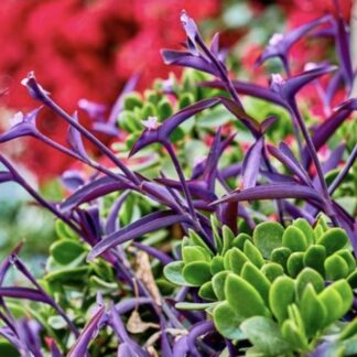 Tradescantia "Purple Heart" 12cm