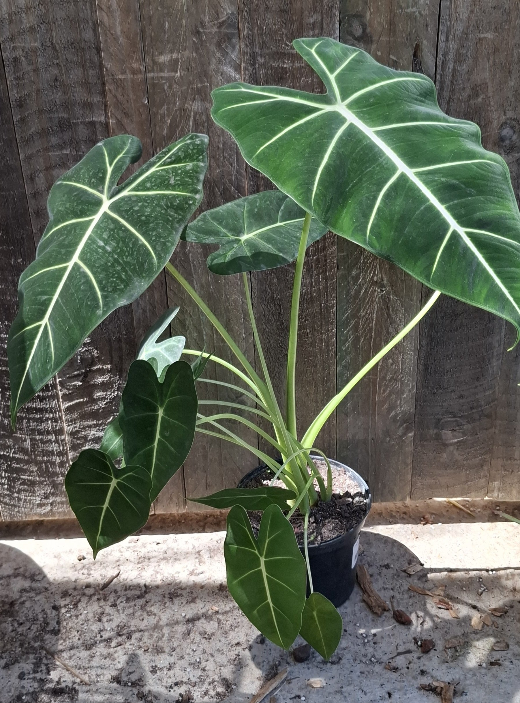 ALOCASIA FRYDEK 14cm - Image 2