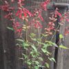 1000485673-scaled.jpg SALVIA X HYBRIDA - Salmia Orange 17cm