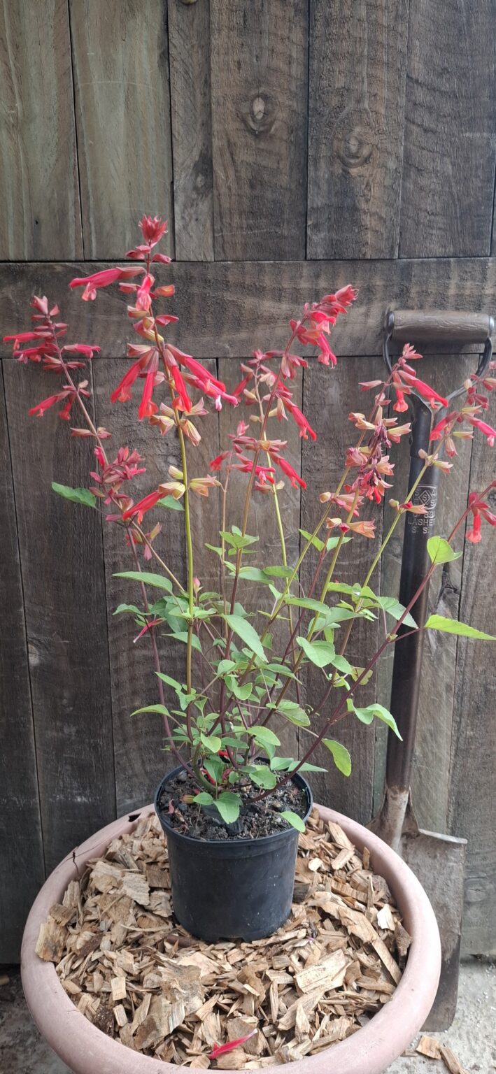 1000485673-scaled.jpg SALVIA X HYBRIDA - Salmia Orange 17cm