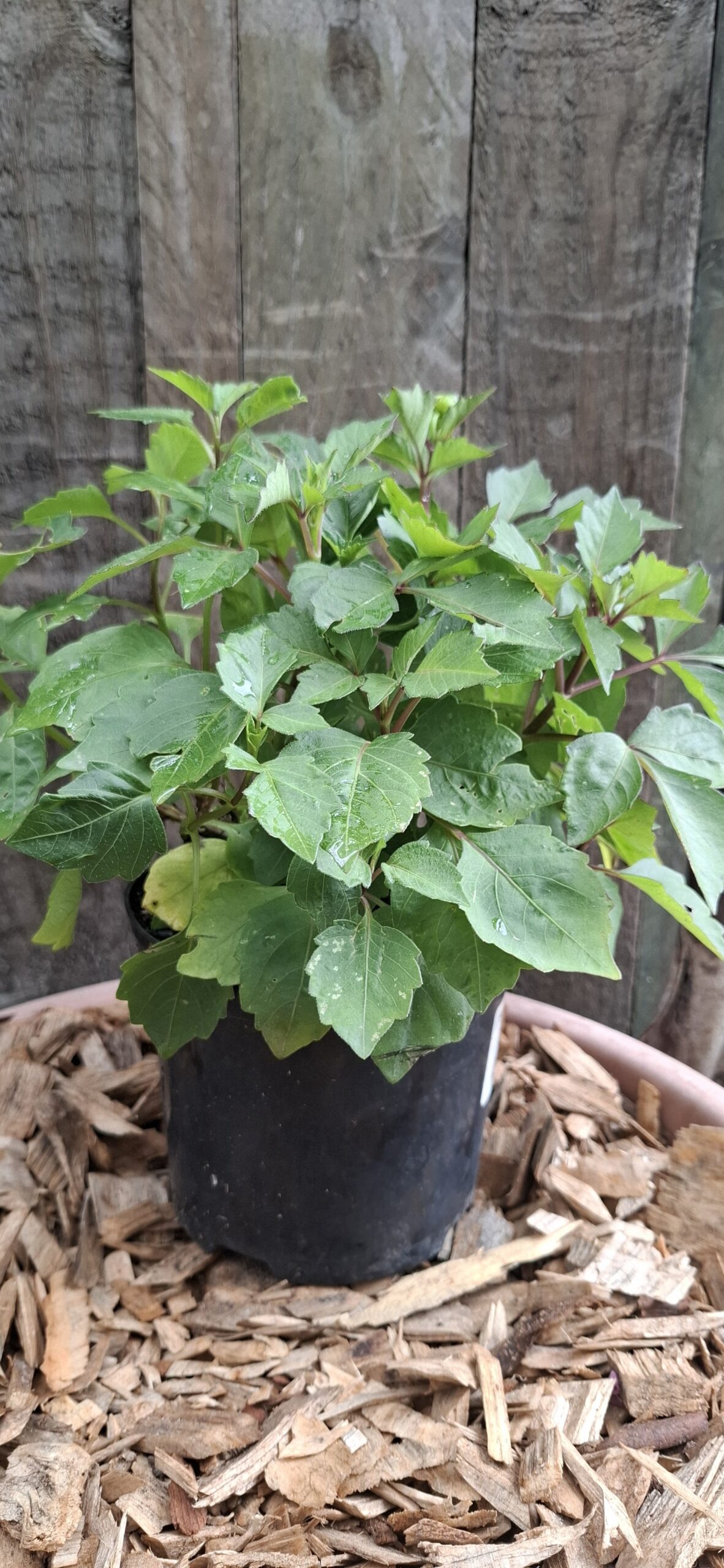 DAHLIA HYBRIDA Garden Dahlia - Dalaya Ravi 15cm - Image 2