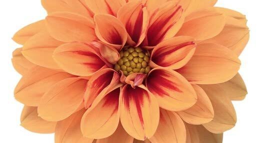 DAHLIA HYBRIDA Garden Dahlia - Dalaya Ravi 15cm