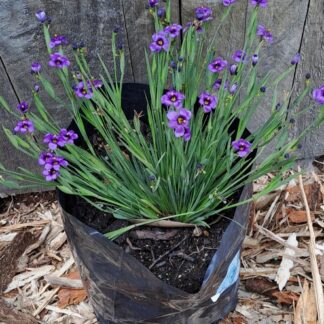 SISYRINCHIUM GRAMINOIDES EK Balls - Blue Eyed Grass 2,5L