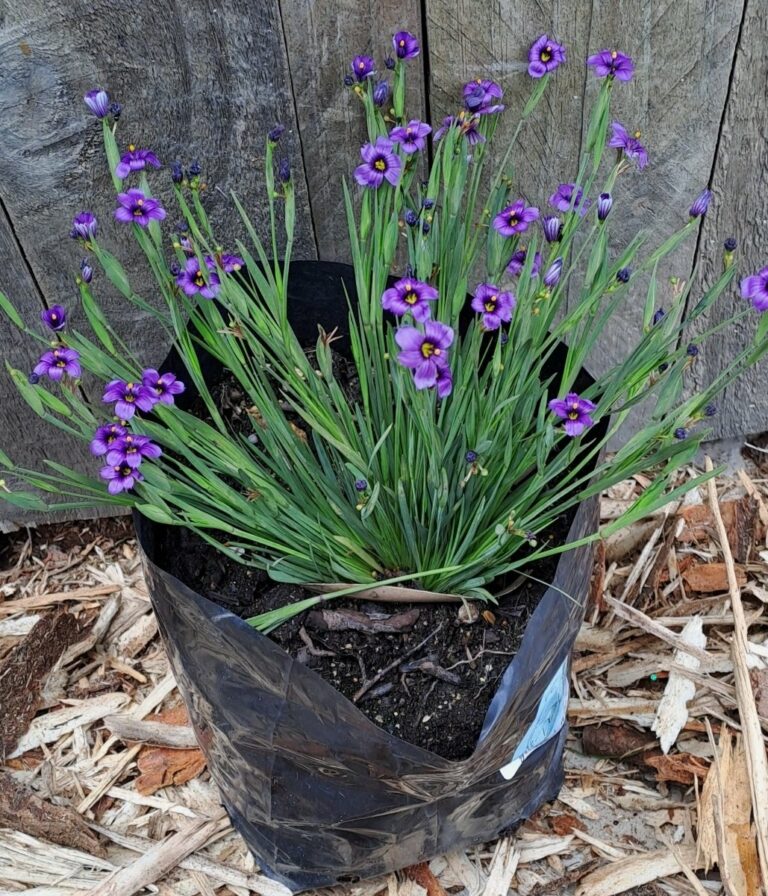 1000493873.jpg SISYRINCHIUM GRAMINOIDES EK Balls - Blue Eyed Grass 2,5L