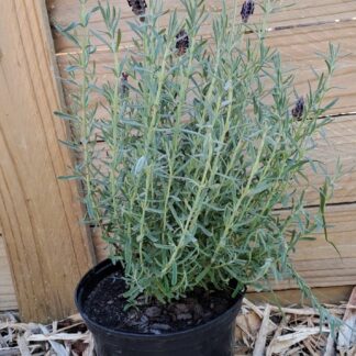 LAVANDULA STOECHAS Spanish Lavender - Hollandia 17cm