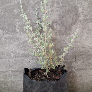Rhaghoidia Hastata 'Saltbush'