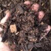 1000498188-scaled.jpg Red Door Rough Compost Bag 30dm