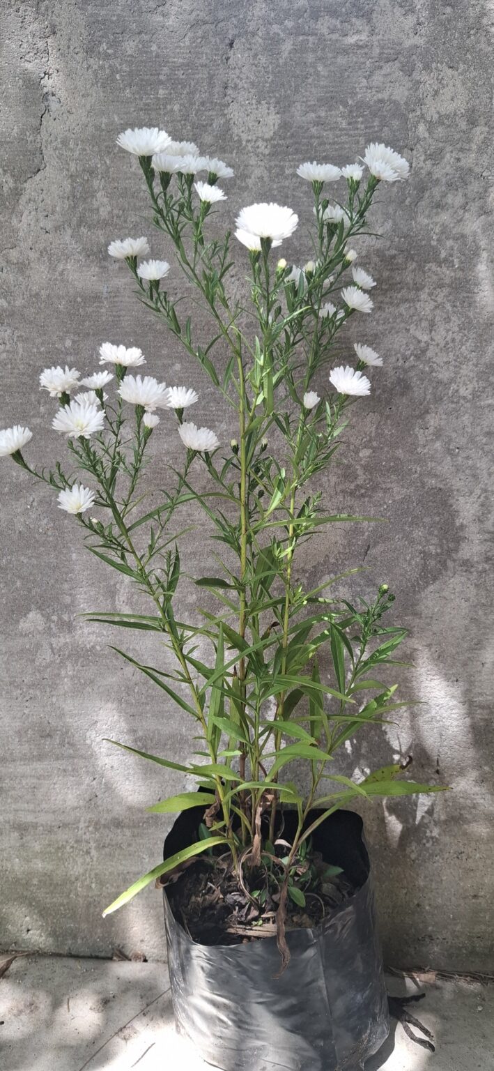 1000498273-scaled.jpg Michaelmas Daisy - White