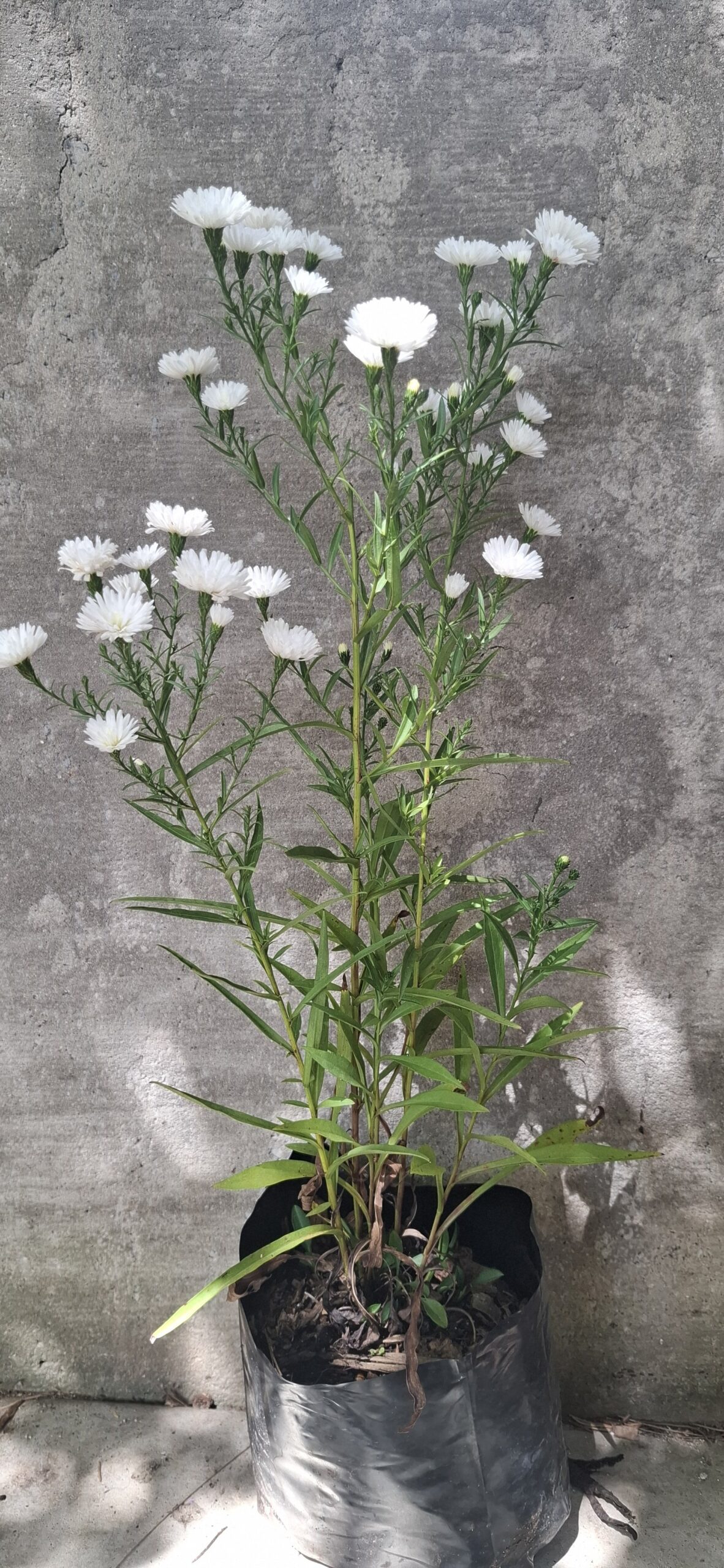 Michaelmas Daisy - White