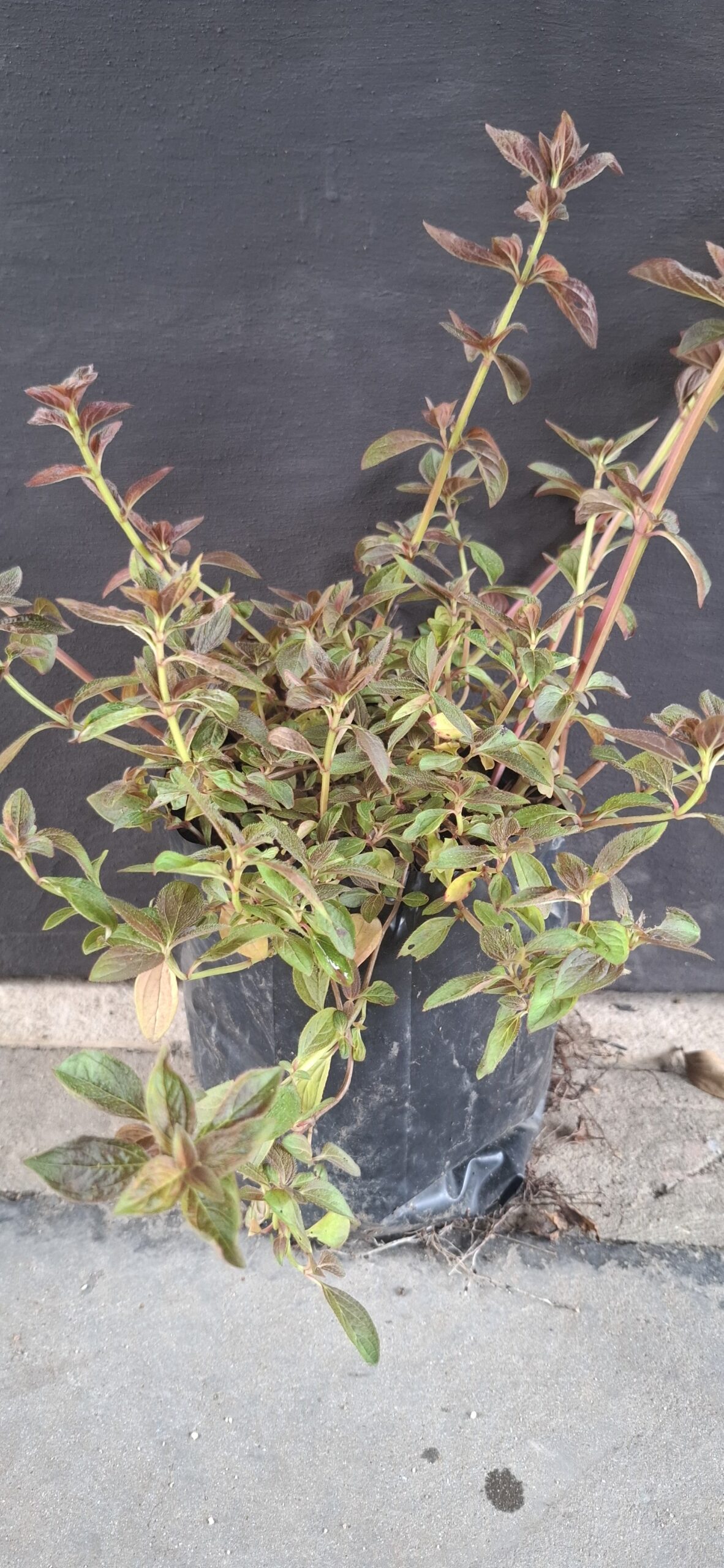 Centradenia Floribunda "Spanish Shawl" - Image 2