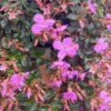 1000498417.jpg Centradenia Floribunda "Spanish Shawl"