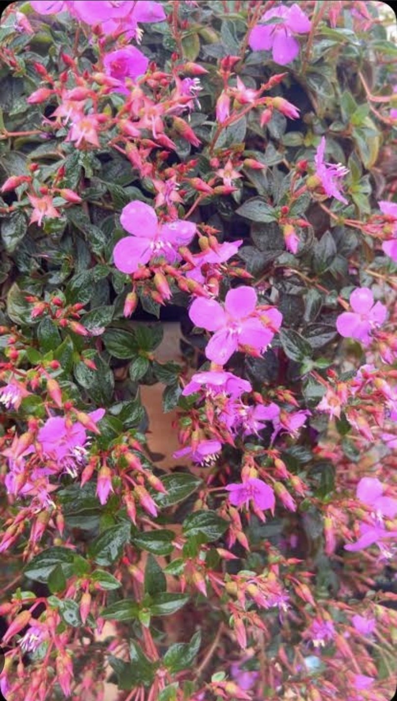 Centradenia Floribunda "Spanish Shawl"