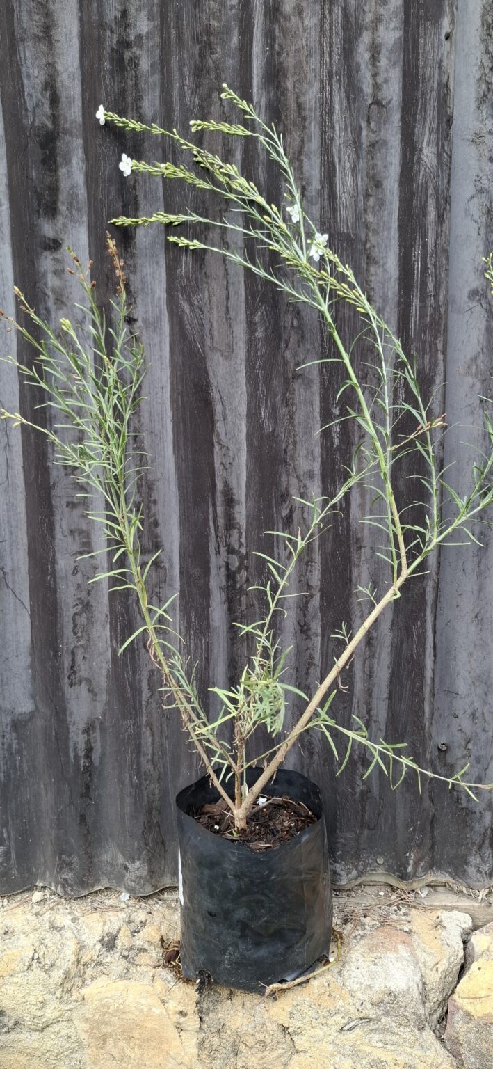 1000499054-scaled.jpg Gomphostigma virgatum "River star"