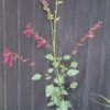 1000499067-scaled.jpg Salvia Salmia 'dark pink'