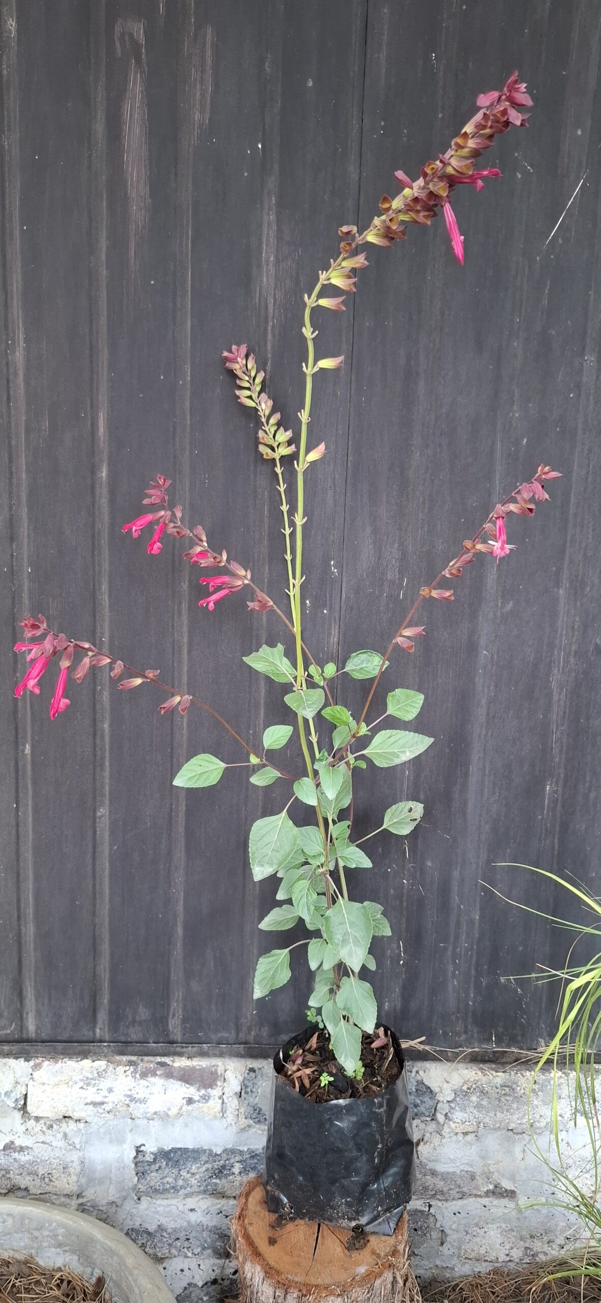 Salvia Salmia 'dark pink' - Image 2
