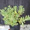 1000499077-scaled.jpg Plectranthus Neochilus 'lobster plant'