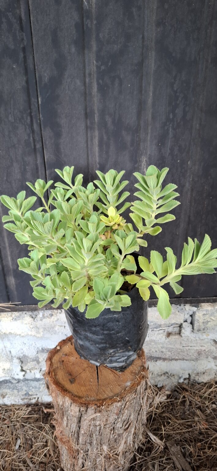 1000499077-scaled.jpg Plectranthus Neochilus 'lobster plant'