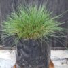 1000499125-scaled.jpg Festuca Glauca 'green'
