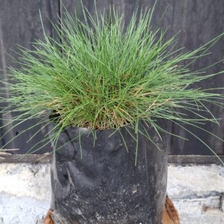 Festuca Glauca 'green'