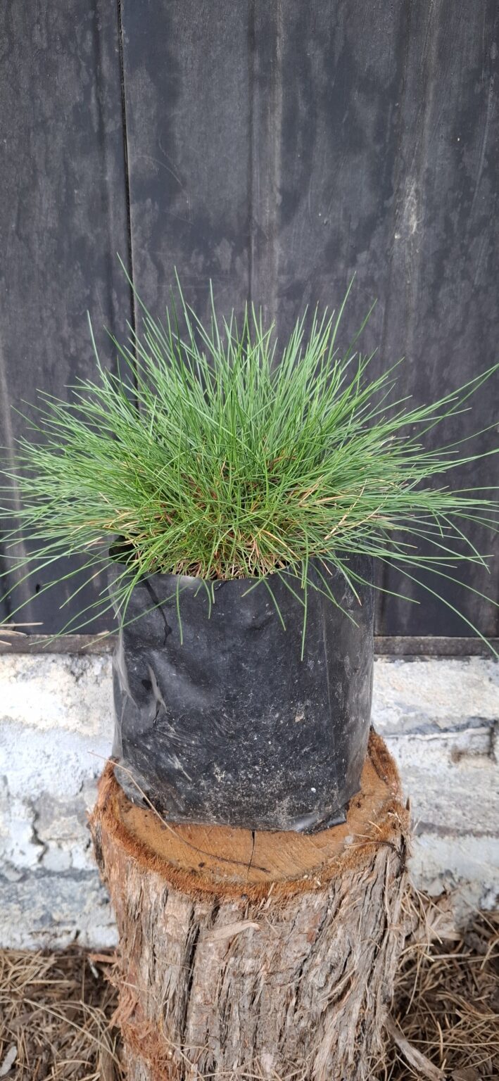 1000499125-scaled.jpg Festuca Glauca 'green'