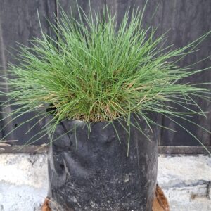 1000499125-scaled.jpg Festuca Glauca 'green'