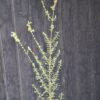 1000499127-scaled.jpg Salvia Africana - Blue African Sage