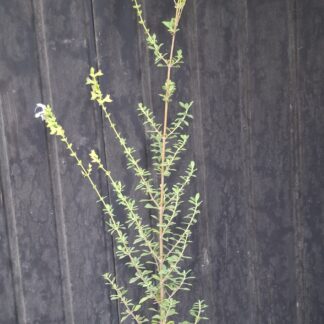Salvia Africana - Blue African Sage