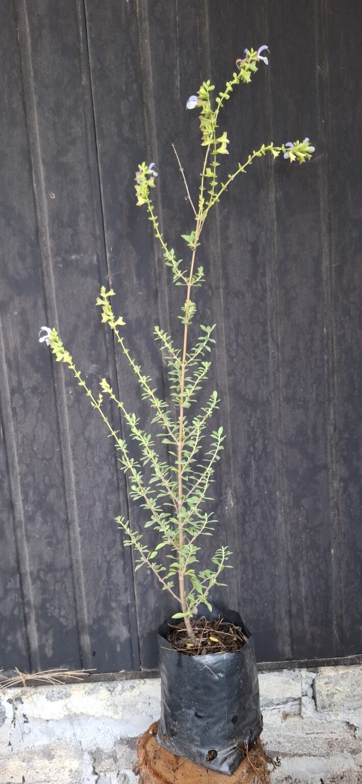 1000499127-scaled.jpg Salvia Africana - Blue African Sage