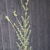 1000499127-scaled.jpg Salvia Africana - Blue African Sage